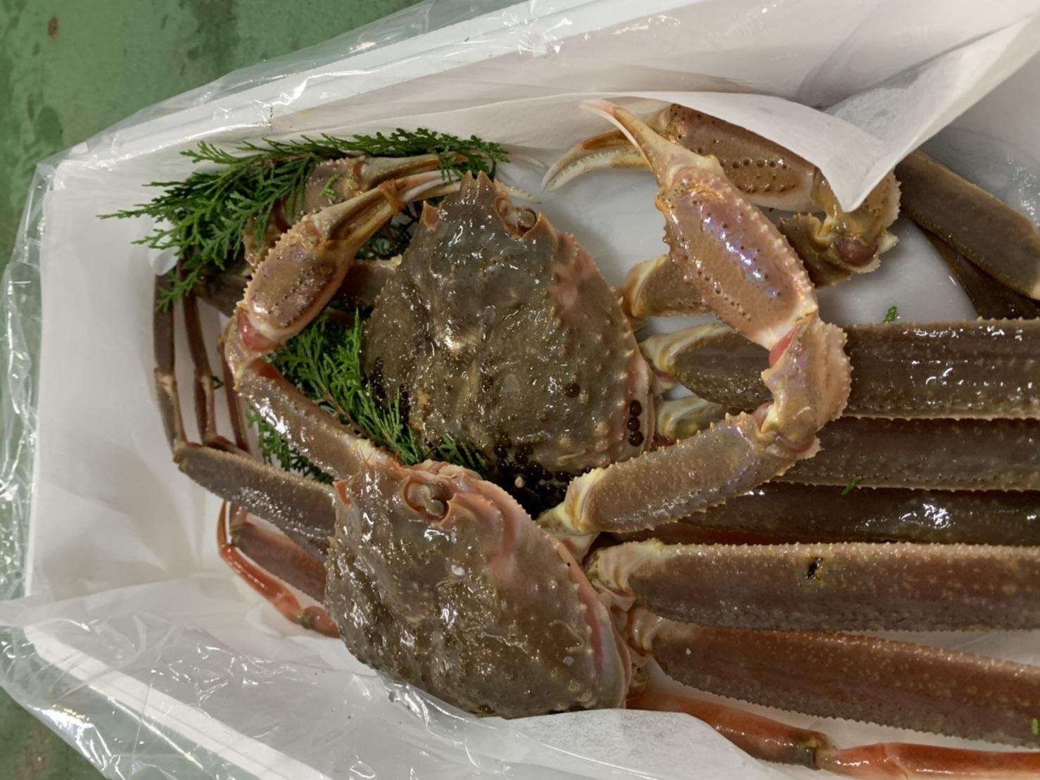 【魚倉】訳あり生松葉ガニ２枚セット