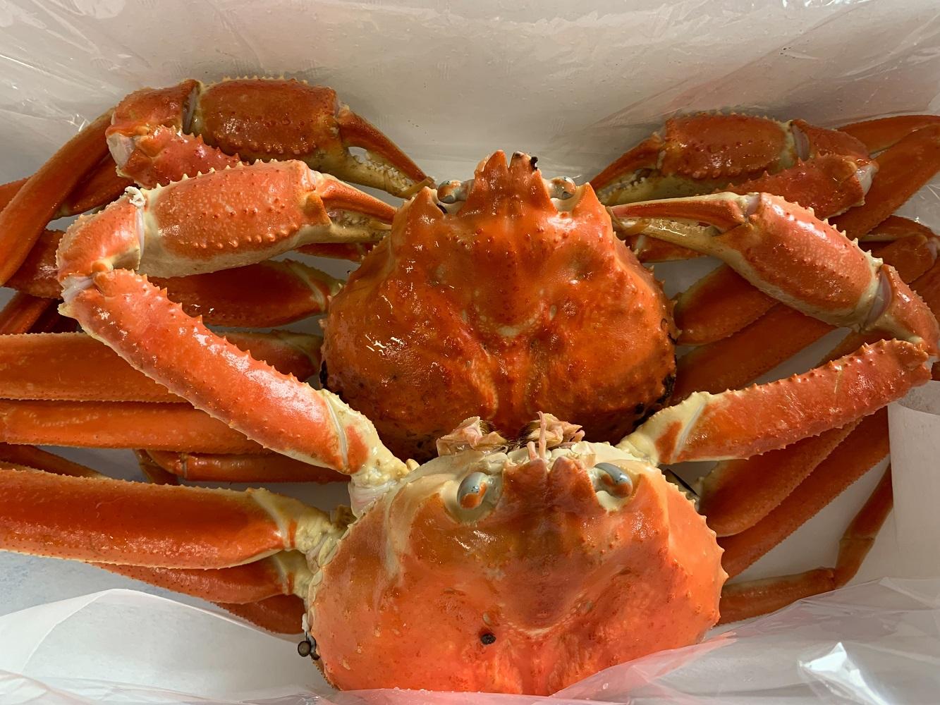 【魚倉】訳ありボイル松葉ガニ２枚セット