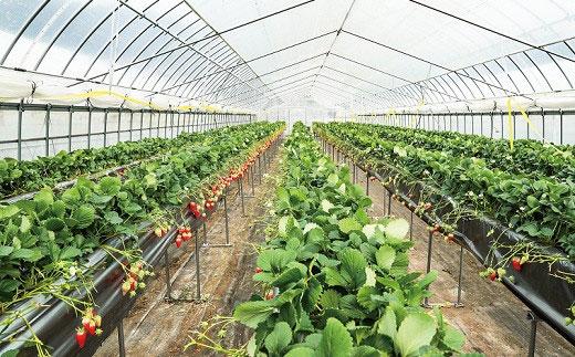 いちご みさひめ 三朝町産 贈答用 デラックス大 ( 12粒 または 15粒×2ケース )