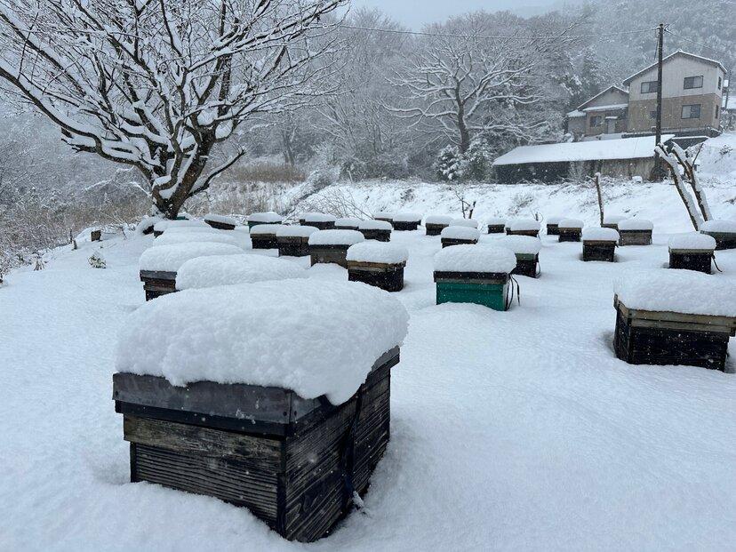 はちみつ 井之上養蜂場 桃源郷クリ蜂蜜 三朝町産 600g × 1本