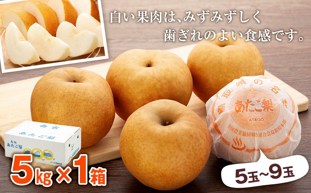 梨 あたご梨 鳥取産 5kg ( 5kg × 1箱 )