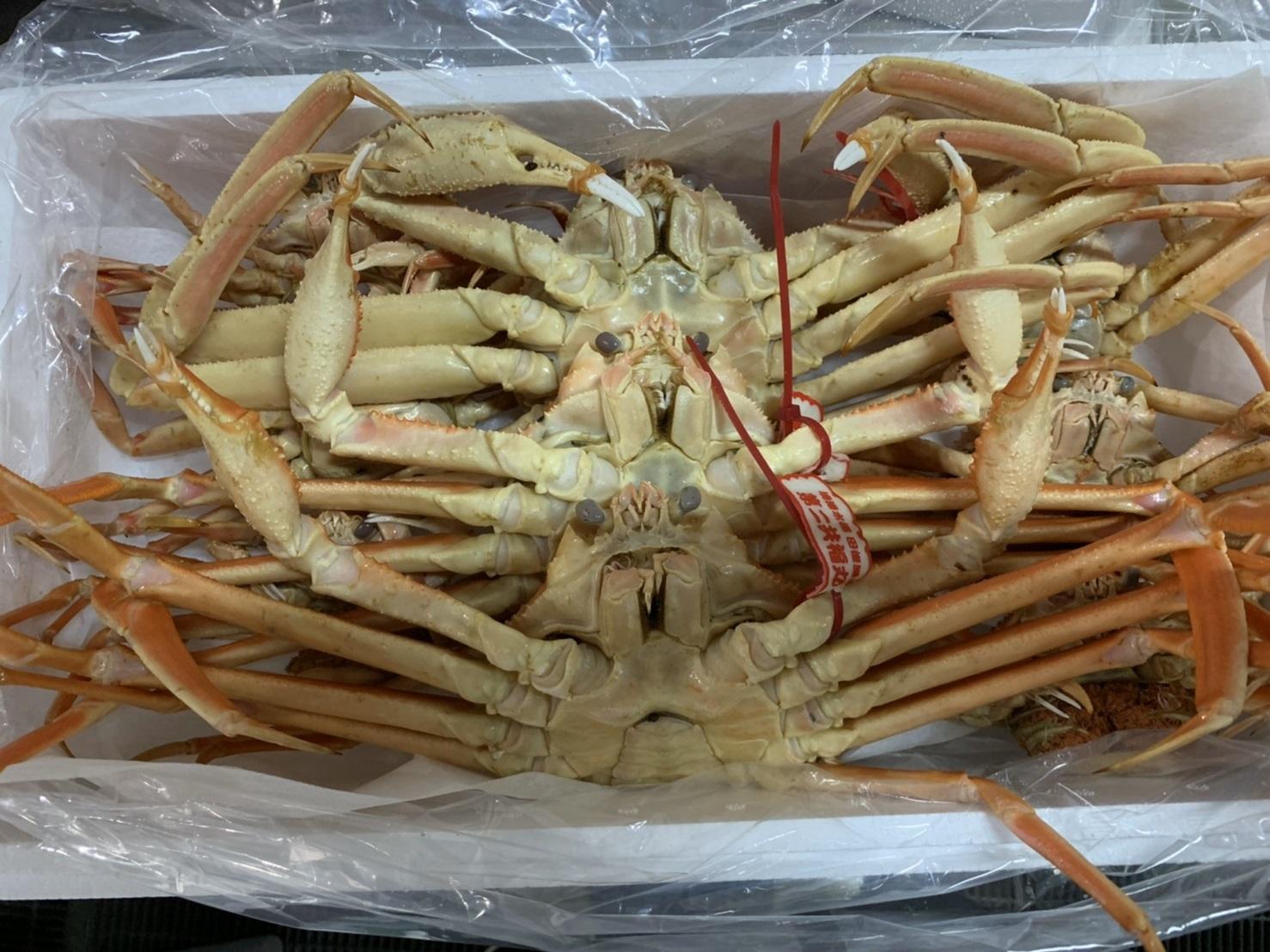 【魚倉】松葉がに ボイル おまかせセット ３kg訳あり