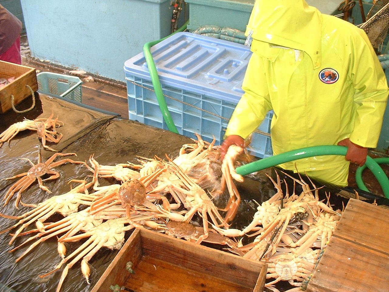 【魚倉】タグ付き生松葉ガニ(中６５０ｇ)