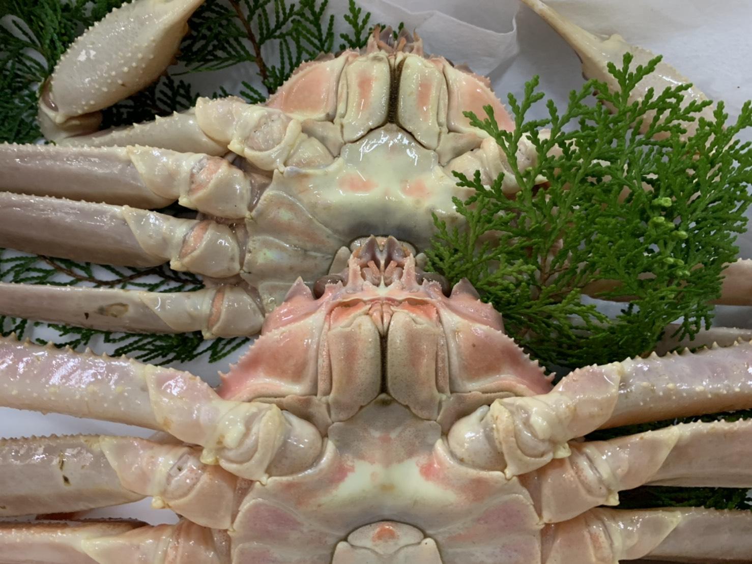 【魚倉】訳あり生松葉ガニ２枚セット