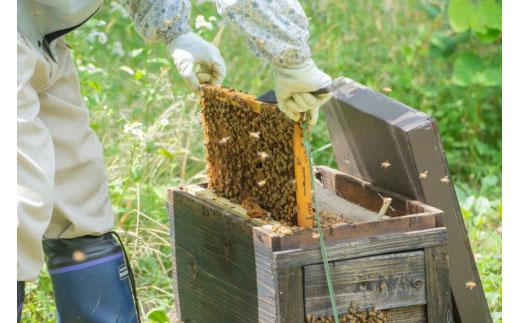はちみつ 井之上養蜂場 桃源郷クリ蜂蜜 三朝町産 600g × 1本