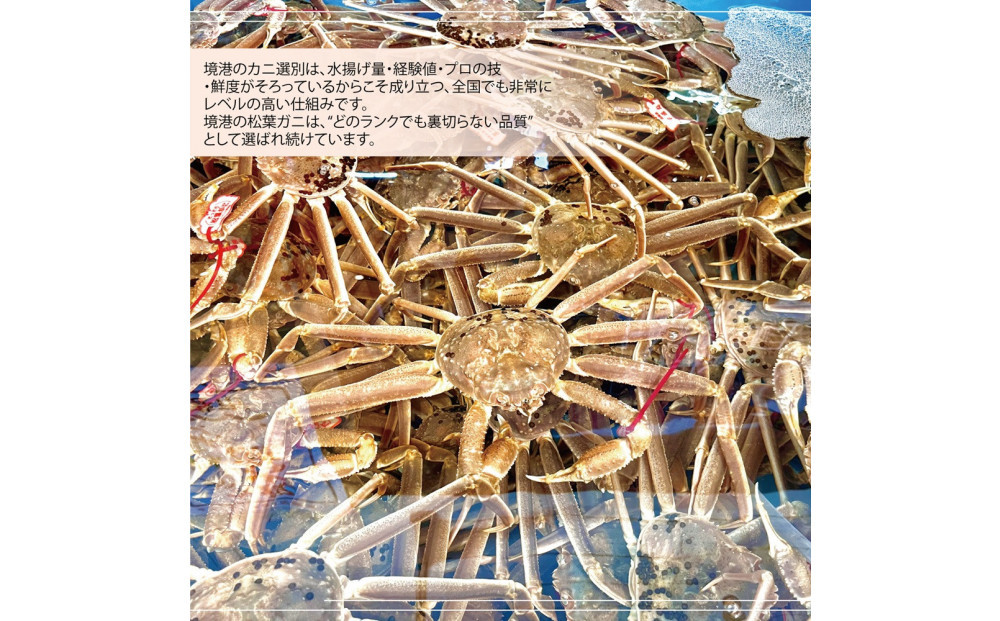 境港産 松葉ガニ350g（活冷）訳あり