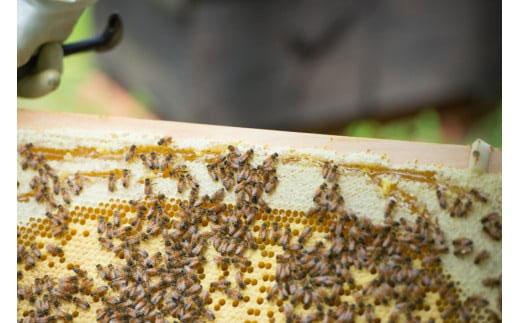 はちみつ 井之上養蜂場 桃源郷アカシア蜂蜜 鳥取県産 600g × 1本