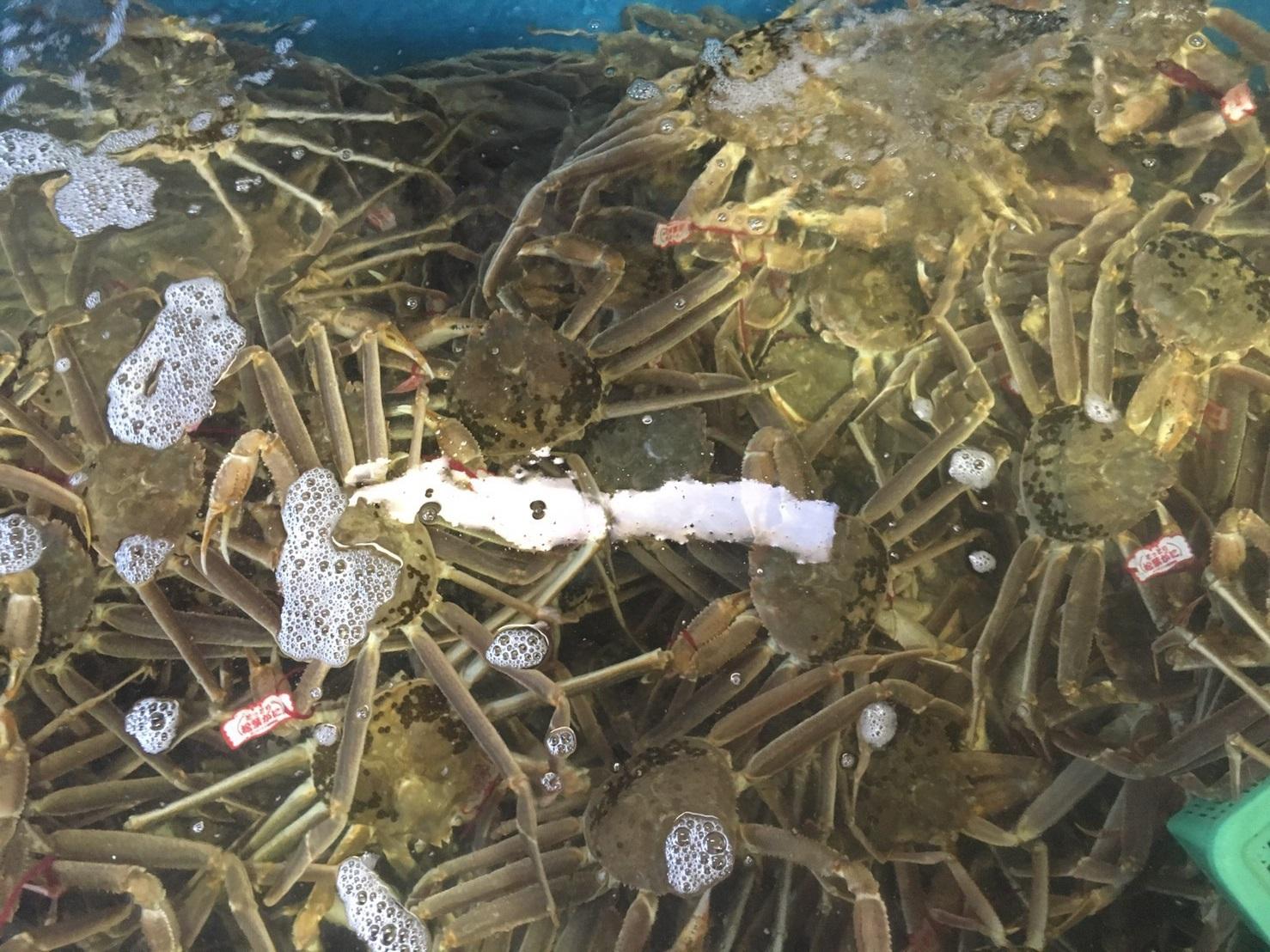 【魚倉】タグ付きボイル松葉ガニ(中650ｇ)