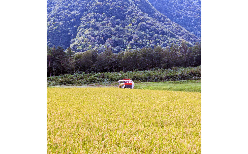 令和7年 鳥取県産 こしひかり無洗米10kg