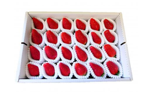 いちご みさひめ 三朝町産 贈答用 デラックス大 ( 12粒 または 15粒×2ケース )