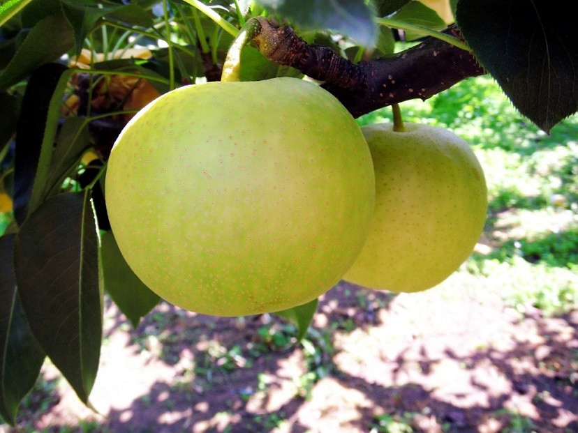 数量限定 鳥取県産梨 二十世紀梨 5kg（12～14玉）