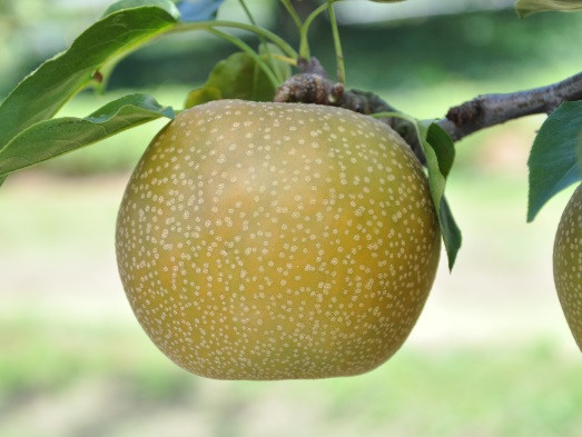 数量限定 鳥取県産梨 秋甘泉（あきかんせん） 5kg（8～12玉）