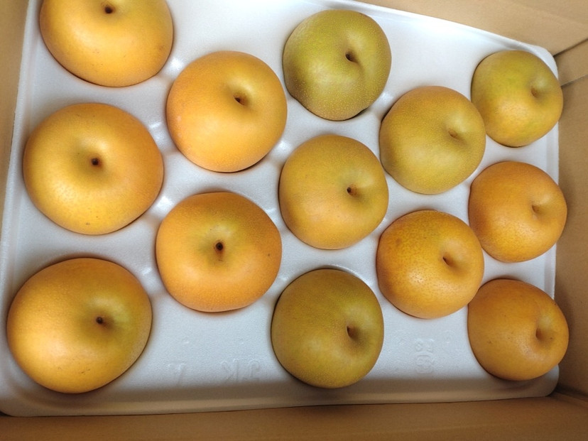 訳あり 鳥取県産 新甘泉 梨 5kg (10玉～15玉)