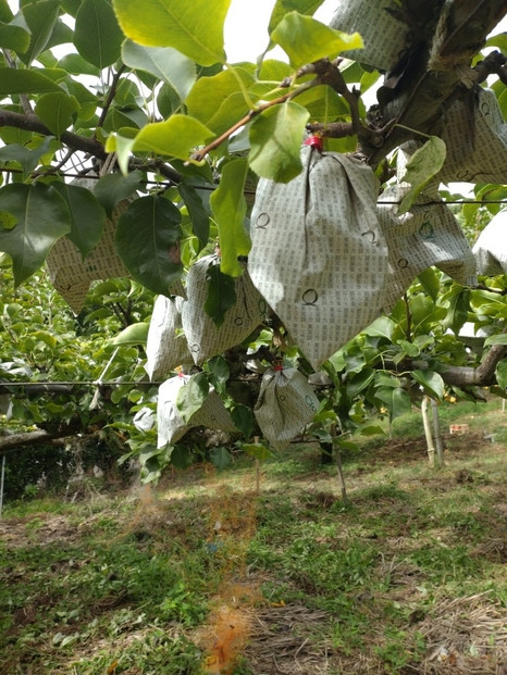 訳あり 鳥取県産 新興 梨 5kg
