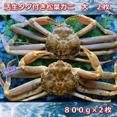活きタグ付き松葉ガニ　大　２枚 １枚800～940ｇ前後MK1