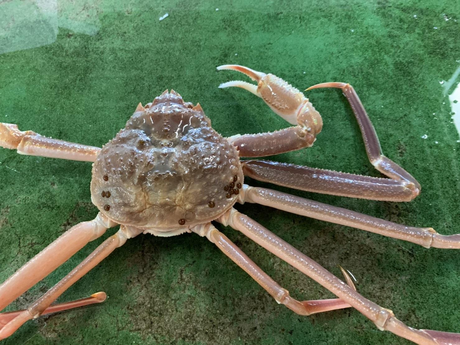 【先行予約】【魚倉】生若松葉ガニ ４尾分(足１～２本なし含む)