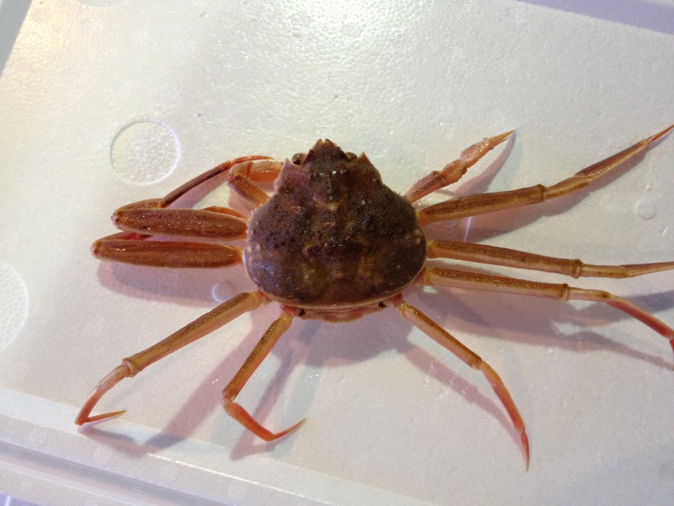 【魚倉】活お任せセコガニ1kgセット