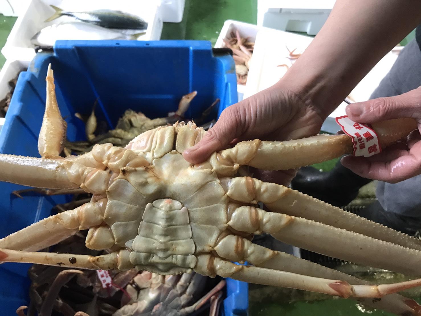 【魚倉】足１本なし生松葉ガニ(特大1,100ｇ)訳あり