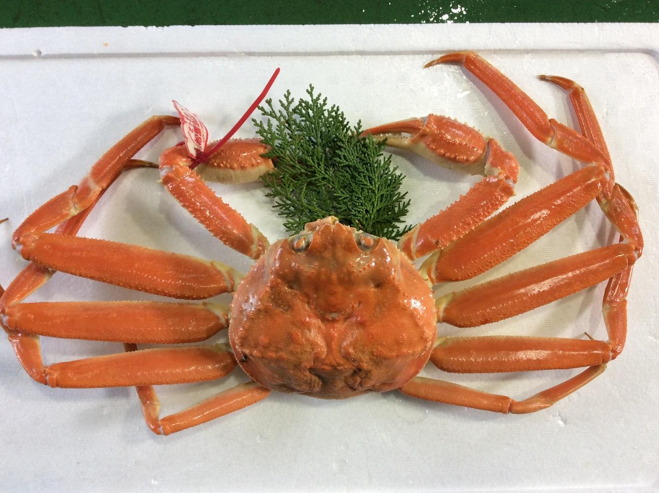 【魚倉】タグ付きボイル松葉ガニ(並５００ｇ)