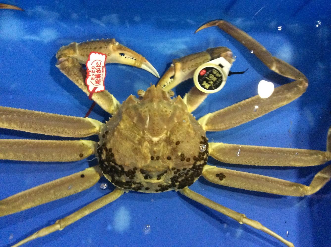 【魚倉】五輝星生松葉ガニ(特々大1.2kg)数量限定品