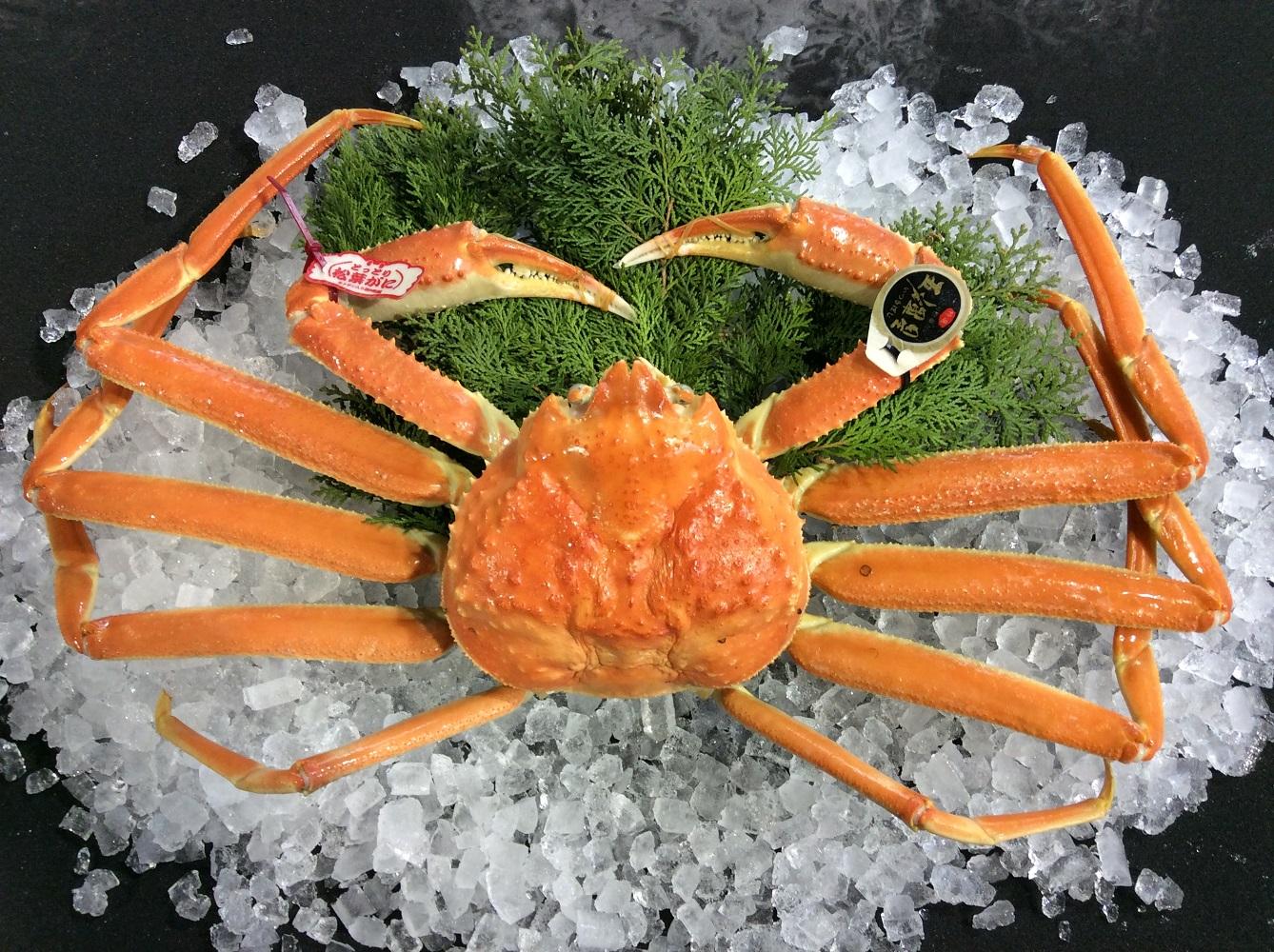 【魚倉】五輝星ボイル松葉ガニ(特々大1.2kg)数量限定品