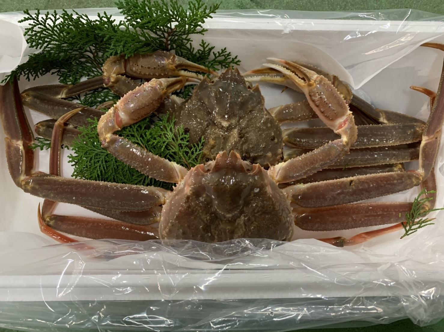 【魚倉】訳あり生松葉ガニ２枚セット