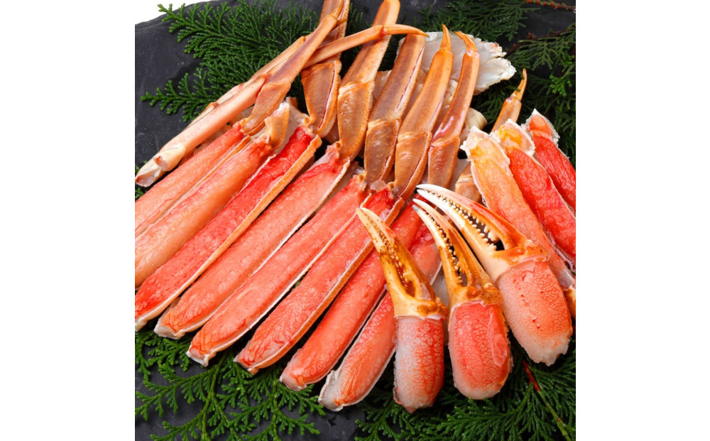 【 12月以降発送 】【蟹セレブ】カット生紅ずわい蟹1.5kg