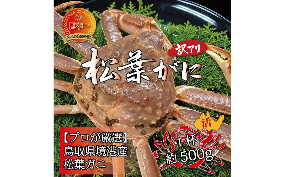 境港産 松葉ガニ500g（活冷）訳あり