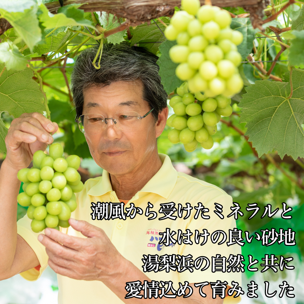 シャインマスカット 700g 1房 潮騒熟成 (31MS.)| ぶどう 鳥取県 湯梨浜町 果物 フルーツ 特産品 2026年 先行予約 先行受付
