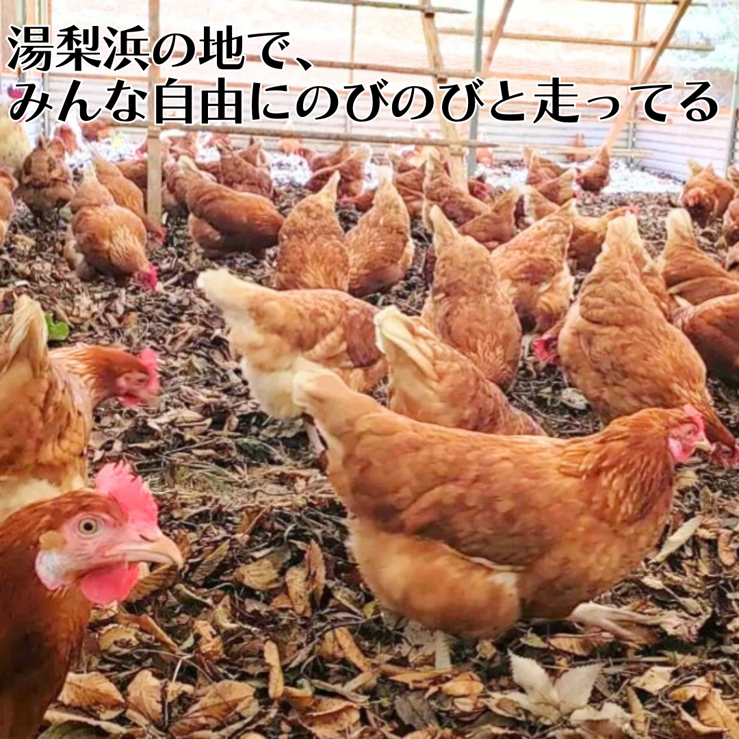 136K.平飼い鶏の『いのちのたまご』60個