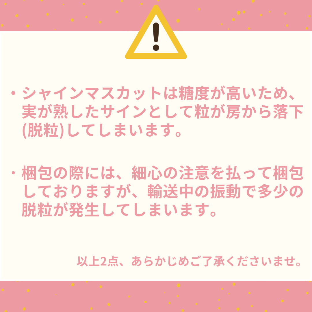 シャインマスカット 700g 1房 潮騒熟成 (31MS.)| ぶどう 鳥取県 湯梨浜町 果物 フルーツ 特産品 2026年 先行予約 先行受付