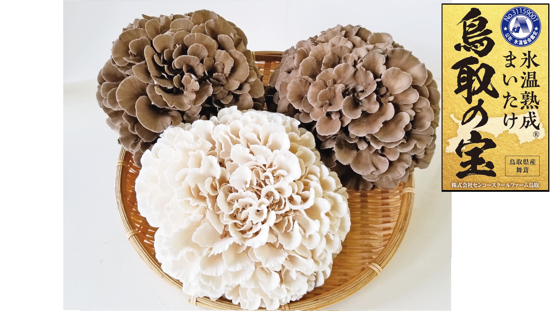 118K.氷温熟成舞茸『鳥取の宝』と白まいたけの食べ比べセット