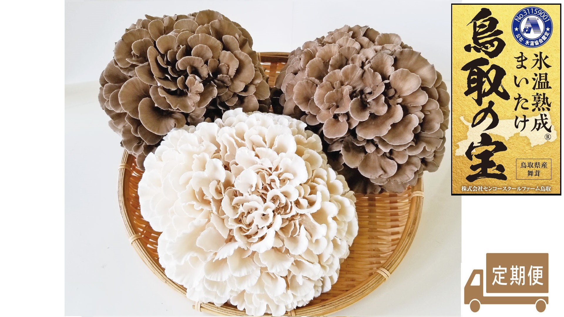 119K.氷温熟成舞茸『鳥取の宝』と白まいたけの食べ比べセット〔定期便〕