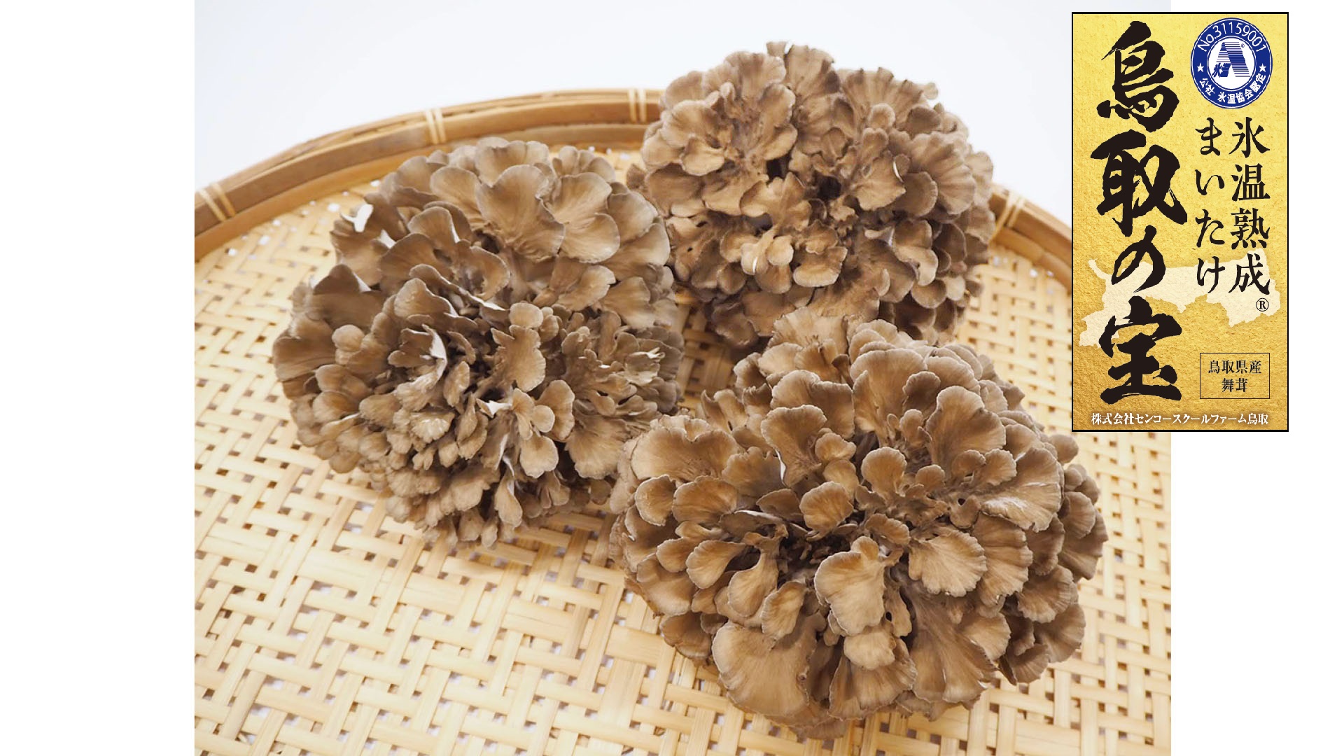 120K.氷温熟成舞茸『鳥取の宝』大満足セット