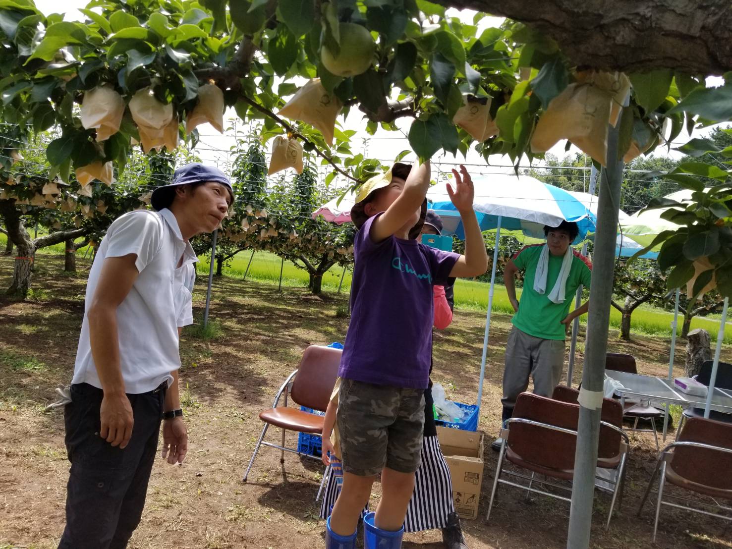 192K.二十世紀梨の木オーナー＆宿泊利用券