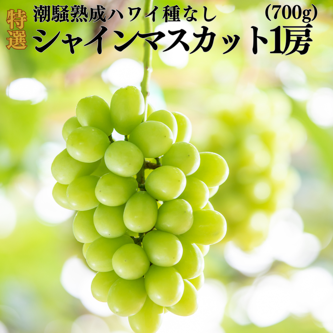 シャインマスカット 700g 1房 潮騒熟成 (31MS.)| ぶどう 鳥取県 湯梨浜町 果物 フルーツ 特産品 2026年 先行予約 先行受付