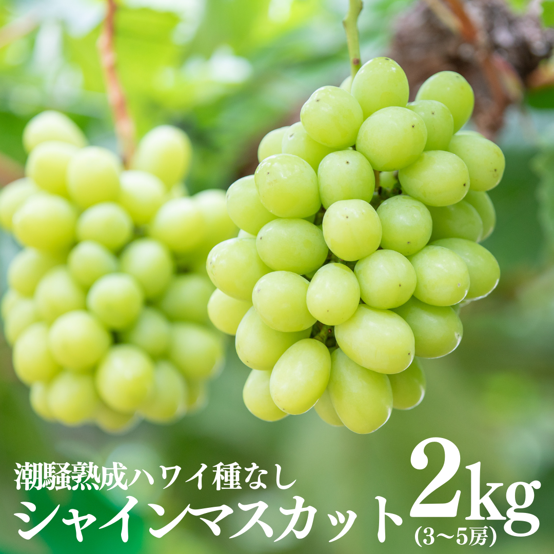 29K.潮騒熟成ハワイ種なしシャインマスカット3～5房