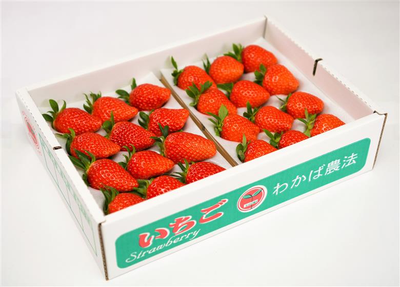 34K.■小林農園■味自慢！いちご大満足セット