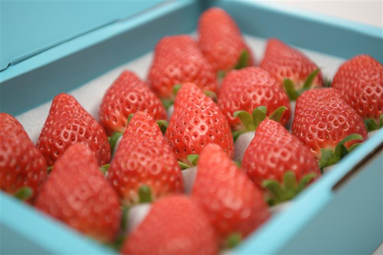 35K.■小林農園■いちごデラックス