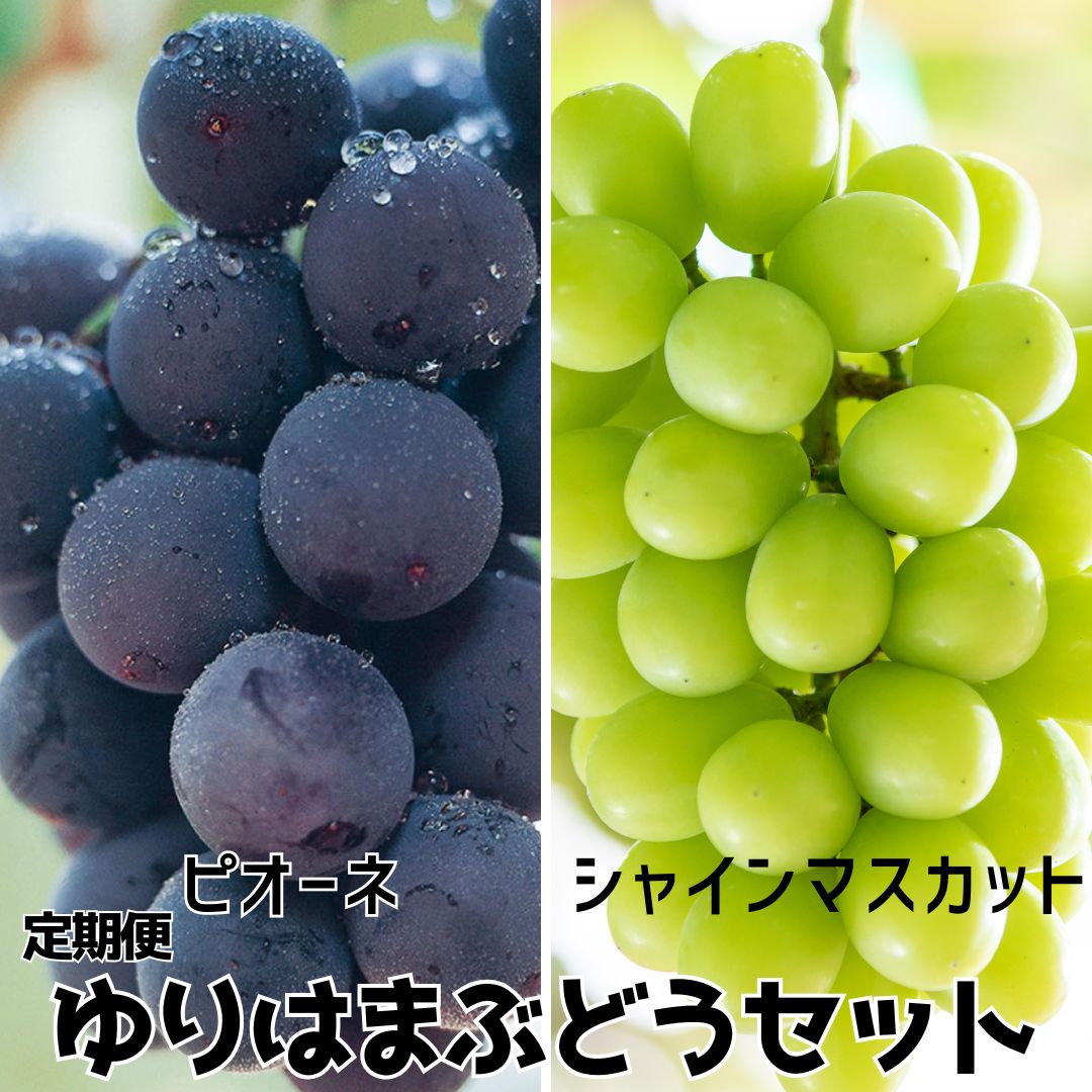 30K.ゆりはまぶどうセット