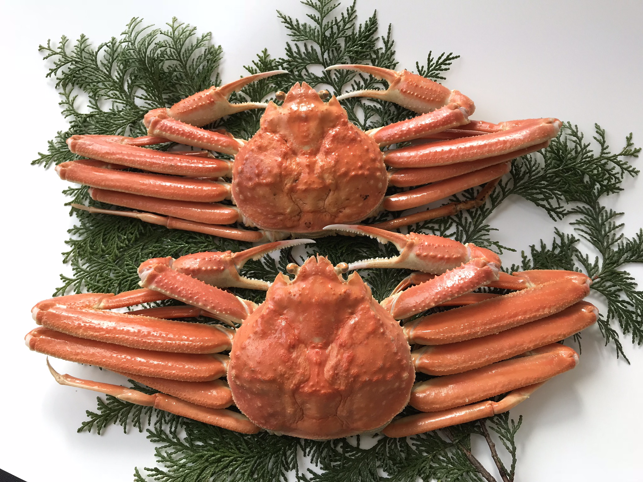 43K.■浜下商店■松葉ガニ中2枚〔浜ゆで〕