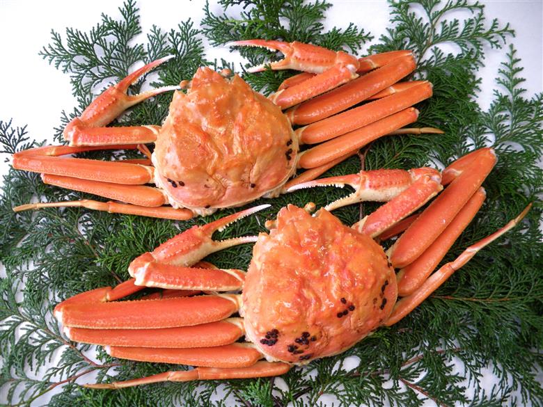 44K.■浜下商店■松葉ガニ2～4枚〔浜ゆで〕◆訳あり◆