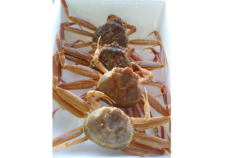 46K.鳥取県産親ガニ〔生〕 7～8枚セット