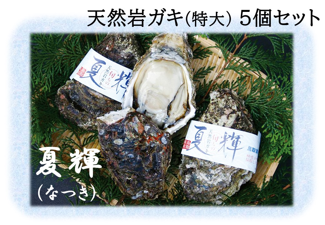 48K.◇夏輝ブランド◇天然岩ガキ〔特大〕5個セット