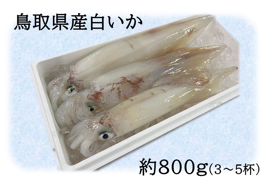 53K.鳥取県産白いか 800g～1kg