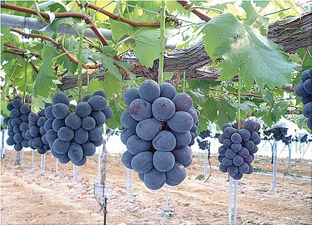 27K.潮騒熟成ハワイ種なしピオーネ4～5房