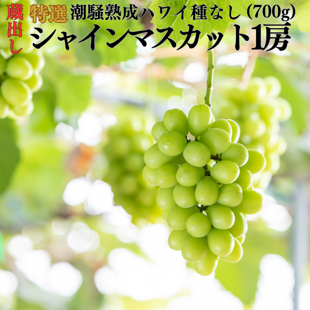 ふるさと納税 44J.蔵出し潮騒熟成特選ハワイ種なしシャインマスカット1房 鳥取県湯梨浜町 潮騒熟成特選ハワイ種なしシャインマスカット1房(28K.) | 鳥取県湯梨