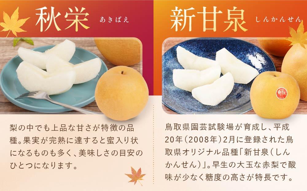 数量限定【定期便】鳥取県産 梨の食べ比べ 4種類コース