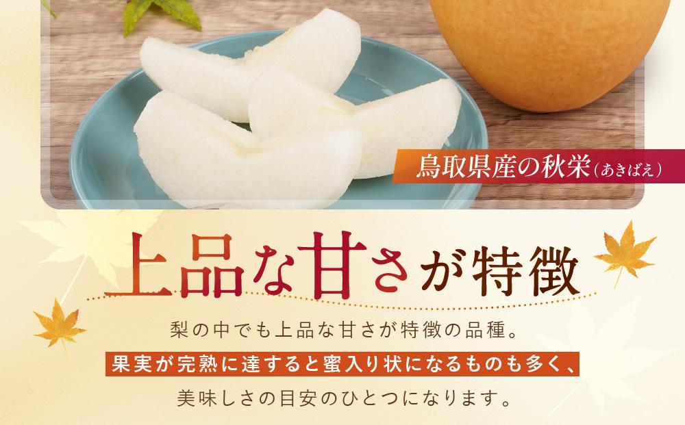 数量限定 鳥取県産梨 秋栄（あきばえ） 5kg（12～16玉）