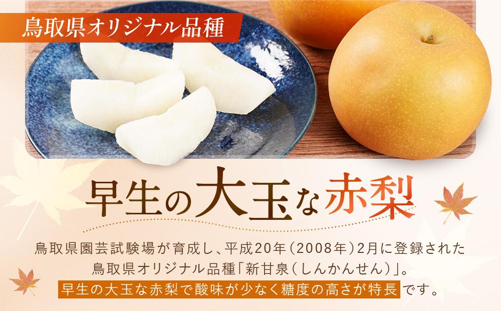 【先行予約】数量限定 鳥取県産梨 新甘泉（しんかんせん）5kg（8～12玉）